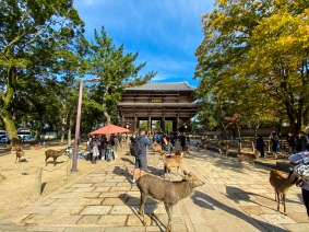The sacred deer of Nara.